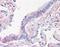 Prominin-2 antibody, orb94825, Biorbyt, Immunohistochemistry paraffin image 