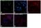Prosaposin antibody, PA5-21340, Invitrogen Antibodies, Immunofluorescence image 