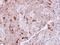 NCK Associated Protein 1 antibody, LS-C155424, Lifespan Biosciences, Immunohistochemistry frozen image 