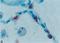 Surfactant Protein A1 antibody, GTX60977, GeneTex, Immunohistochemistry paraffin image 