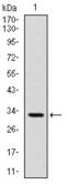 TNF Receptor Superfamily Member 8 antibody, AM06728SU-N, Origene, Western Blot image 