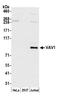 Proto-oncogene vav antibody, A305-671A-M, Bethyl Labs, Western Blot image 