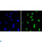 Chromobox 1 antibody, LS-C812523, Lifespan Biosciences, Immunofluorescence image 