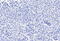 Cholecystokinin B Receptor antibody, 45-378, ProSci, Immunohistochemistry paraffin image 
