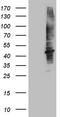 Serine/threonine-protein kinase mTOR antibody, TA805901, Origene, Western Blot image 