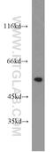Polypyrimidine tract-binding protein 2 antibody, 55186-1-AP, Proteintech Group, Western Blot image 