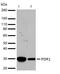 Proto-oncogene serine/threonine-protein kinase pim-1 antibody, 710504, Invitrogen Antibodies, Western Blot image 