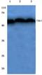 Checkpoint Kinase 1 antibody, AP06050PU-N, Origene, Western Blot image 