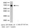 HSP70 antibody, LS-C192630, Lifespan Biosciences, Western Blot image 