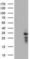 Pseudouridine 5'-Phosphatase antibody, NBP2-00487, Novus Biologicals, Western Blot image 