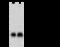 Troponin I2, Fast Skeletal Type antibody, 107296-T42, Sino Biological, Western Blot image 