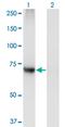 Phosphatidylinositol Glycan Anchor Biosynthesis Class Q antibody, MA5-24423, Invitrogen Antibodies, Western Blot image 