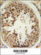R-Spondin 4 antibody, 62-016, ProSci, Immunohistochemistry frozen image 