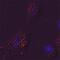 Glucosylceramidase Beta antibody, MAB7410, R&D Systems, Immunofluorescence image 