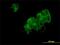 Aspartyl Aminopeptidase antibody, H00023549-M01, Novus Biologicals, Immunocytochemistry image 
