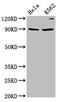 Kinesin-like protein KIF3C antibody, CSB-PA012337LA01HU, Cusabio, Western Blot image 