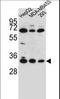 Olfactory Receptor Family 2 Subfamily T Member 3 antibody, LS-C163176, Lifespan Biosciences, Western Blot image 