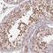 Protein Dr1 antibody, NBP2-48979, Novus Biologicals, Immunohistochemistry frozen image 