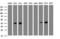 NudE Neurodevelopment Protein 1 Like 1 antibody, LS-C173157, Lifespan Biosciences, Western Blot image 