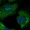 Chromosome 15 Open Reading Frame 61 antibody, HPA062820, Atlas Antibodies, Immunocytochemistry image 