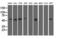 5'-Nucleotidase Domain Containing 1 antibody, LS-C115539, Lifespan Biosciences, Western Blot image 