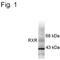 Retinoic Acid Receptor Beta antibody, MA1-4670, Invitrogen Antibodies, Western Blot image 