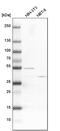 ATPase H+ Transporting V1 Subunit C1 antibody, PA5-54937, Invitrogen Antibodies, Western Blot image 