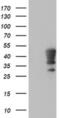 Homeobox C11 antibody, MA5-25460, Invitrogen Antibodies, Western Blot image 
