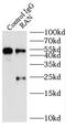RAN, Member RAS Oncogene Family antibody, FNab07100, FineTest, Immunoprecipitation image 
