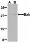 BAK1 antibody, NBP1-77152, Novus Biologicals, Western Blot image 