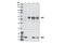 Akt antibody, 2938P, Cell Signaling Technology, Western Blot image 