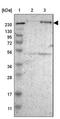 Filamin C antibody, NBP1-89300, Novus Biologicals, Western Blot image 