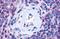 Purinergic Receptor P2Y13 antibody, MBS244859, MyBioSource, Immunohistochemistry paraffin image 