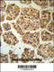 BLNK antibody, 62-281, ProSci, Immunohistochemistry paraffin image 