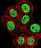 Forkhead Box G1 antibody, A01852-1, Boster Biological Technology, Immunofluorescence image 