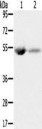 Solute carrier family 13 member 3 antibody, TA351717, Origene, Western Blot image 