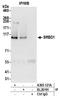 S1 RNA Binding Domain 1 antibody, A305-121A, Bethyl Labs, Immunoprecipitation image 