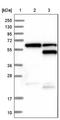 Homeobox protein Mohawk antibody, NBP1-89912, Novus Biologicals, Western Blot image 