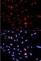 Structural Maintenance Of Chromosomes 1A antibody, FNab08016, FineTest, Immunofluorescence image 