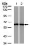 Malic Enzyme 1 antibody, ab97445, Abcam, Western Blot image 