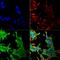 Protein quaking antibody, MA5-27651, Invitrogen Antibodies, Immunofluorescence image 