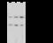Phosphofructokinase, Platelet antibody, 104997-T32, Sino Biological, Western Blot image 