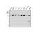Zinc Finger And BTB Domain Containing 16 antibody, A00817-1, Boster Biological Technology, Western Blot image 