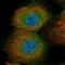Protocadherin Beta 6 antibody, NBP1-80941, Novus Biologicals, Immunocytochemistry image 