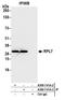60S ribosomal protein L7 antibody, A300-741A, Bethyl Labs, Immunoprecipitation image 