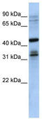 Musashi RNA Binding Protein 2 antibody, TA343986, Origene, Western Blot image 
