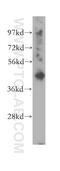 Pyrimidinergic Receptor P2Y6 antibody, 11300-1-AP, Proteintech Group, Western Blot image 