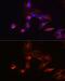 Kinesin Family Member 5B antibody, GTX66352, GeneTex, Immunocytochemistry image 