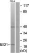 EP300 Interacting Inhibitor Of Differentiation 1 antibody, TA315270, Origene, Western Blot image 