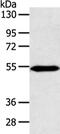 Zinc Finger Protein 239 antibody, PA5-51176, Invitrogen Antibodies, Western Blot image 